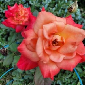 Meet your Posher, Patty